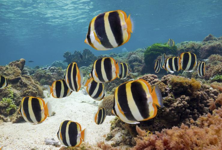 Lord Howe Island, New South Wales © Mark Fitzpatrick; Destination NSW