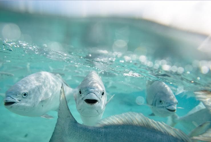 Neds Beach, Lord Howe Island, New South Wales © James Vodicka