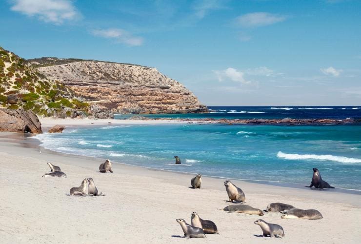 Seal Bay Conservation Park, Kangaroo Island, South Australia © South Australian Tourism Commission