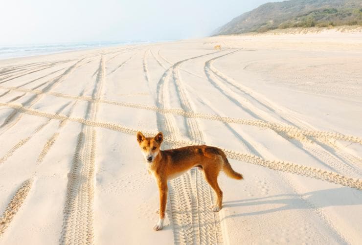 K’gari, Queensland © Tourism and Events Queensland