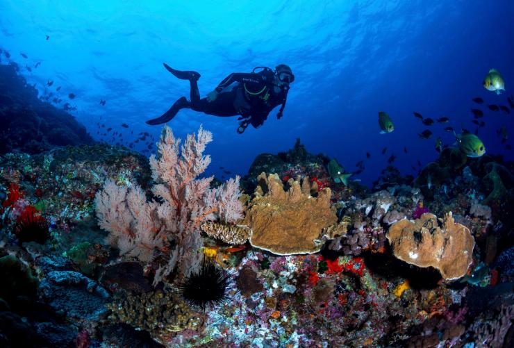Scuba Diving, Lord Howe Island, New South Wales © Jordan Robins