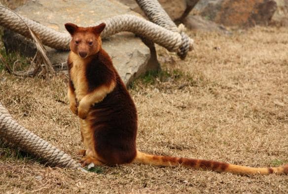 A tree kangaroo looking towards the camera from its enclosure at Jamala Wildlife Lodge, Canberra, Australian Capital Territory © Jamala Wildlife Lodge