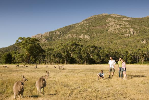 Kangaroo, thị trấn Halls Gap, Tiểu bang Victoria © Visit Victoria