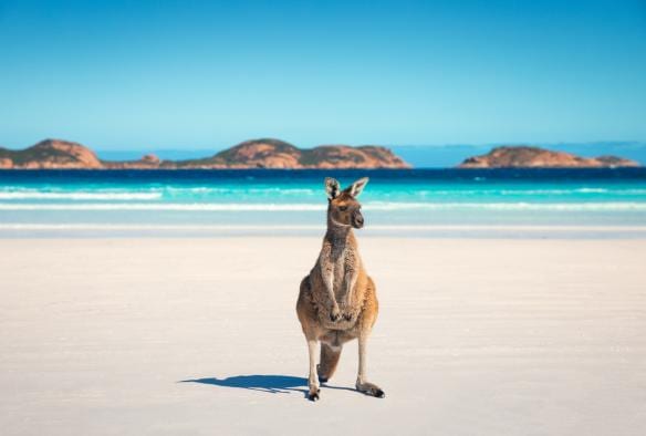 Kangaroo, Vịnh Lucky, Tiểu bang Tây Úc © Tourism Australia