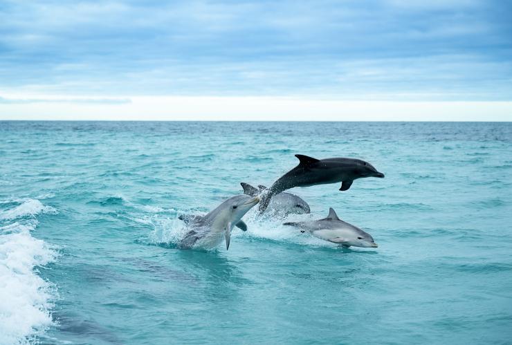 Kangaroo Island, South Australia © Tourism Australia