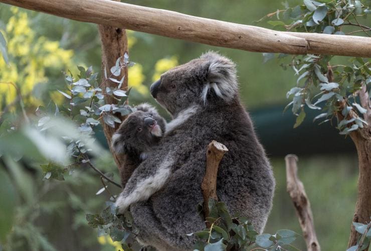 Tidbinbilla Nature Reserve, Australian Capital Territory © Tourism Australia 