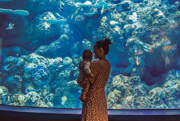 Cairns Aquarium, Cairns, Queensland © Tourism Tropical North Queensland