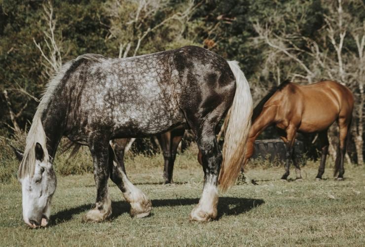 Sixty6 Acres, Sunshine Coast, Queensland © Sixty6 Acres