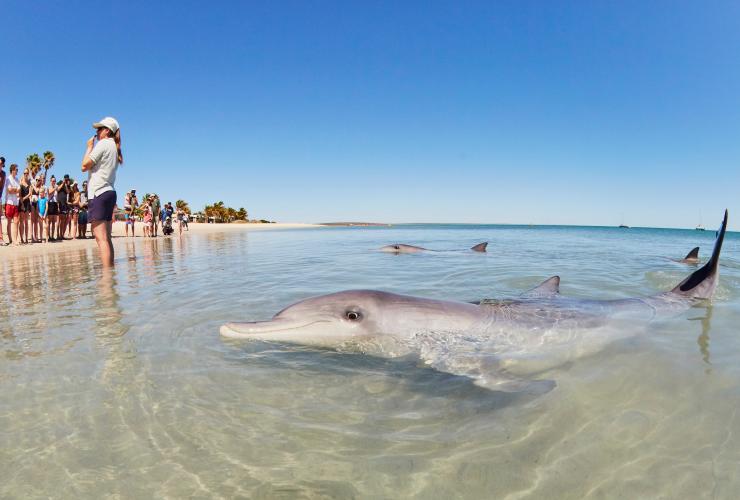 Monkey Mia, Western Australia © Tourism Western Australia