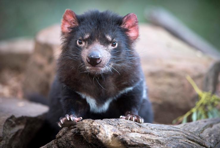 A Tasmanian devil at Bonorong Wildlife Park, Brighton, Tasmania © Tourism Tasmania & Rob Burnett