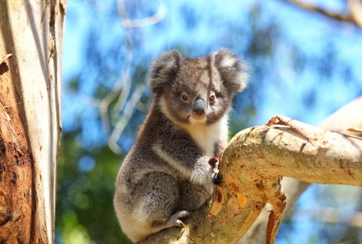 A koala on a branch, Wildlife Wonders, Great Ocean Road, Victoria © Wildlife Wonders