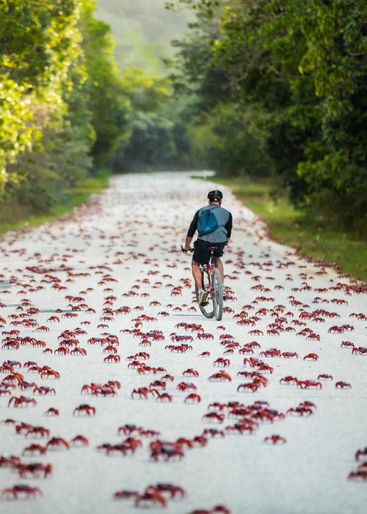 Man cycling along a path covered in red crabs on Christmas Island, Western Australia © Kristy Faulkner