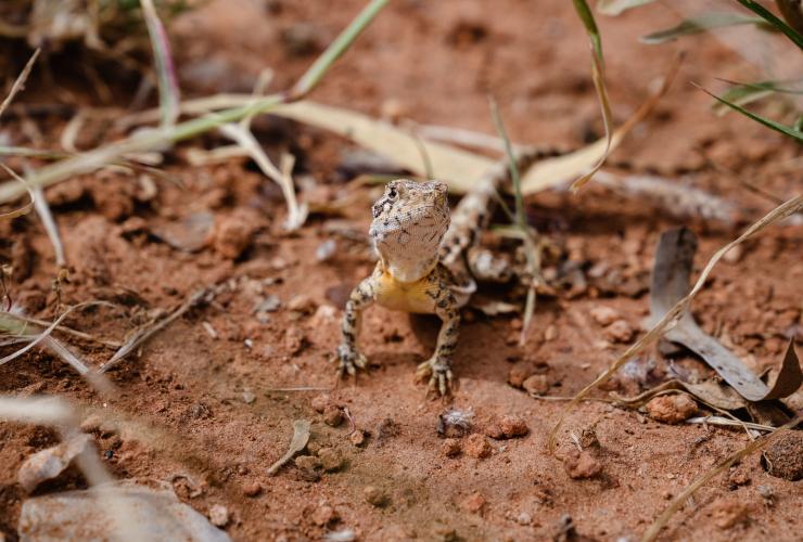 Lizard resting on red sand at Bullara Station, Ningaloo, Western Australia © Tourism Australia
