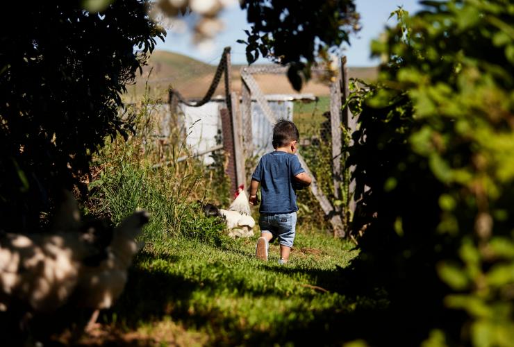 A young boy walking through the grass with chickens at Curringa Farm, Hamilton, Tasmania © Tourism Australia 