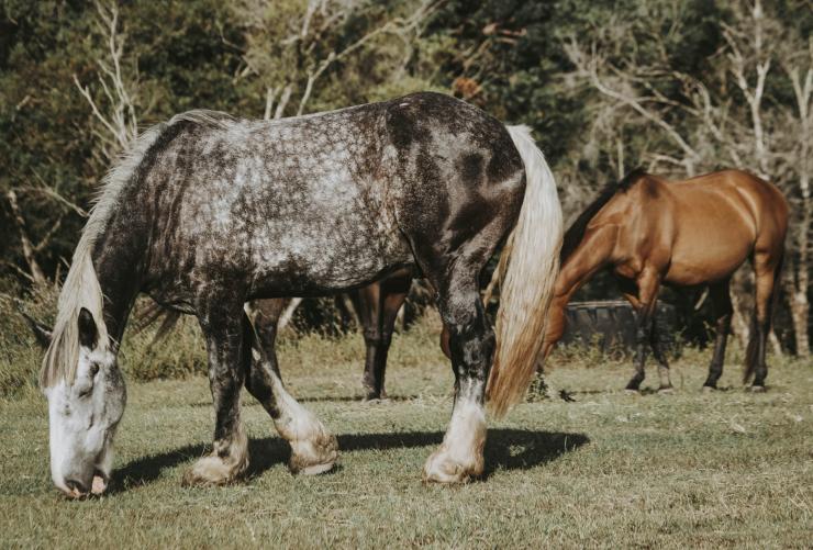 Horses grazing at Sixty6 Acres, Sunshine Coast, Queensland © Sixty6 Acres 