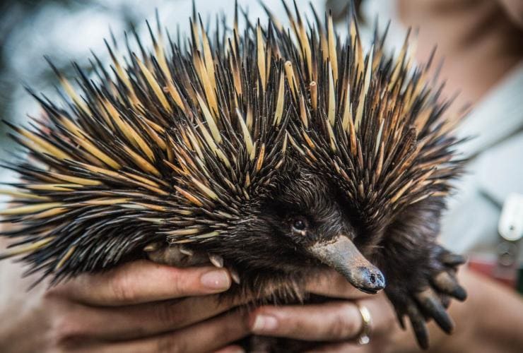 Keeper holding an echidna at Taronga Western Plains Zoo, Dubbo, New South Wales © Destination NSW