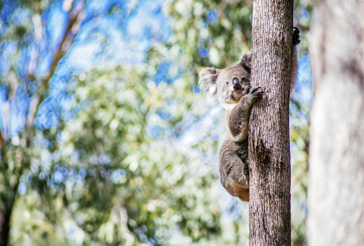 Koala at Taronga Western Plains Zoo, Dubbo, New South Wales © Tourism Australia 