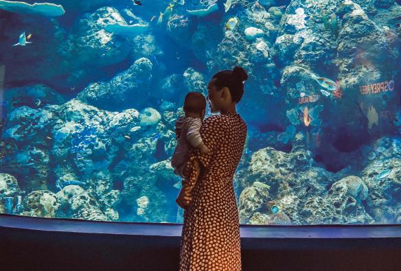 Cairns Aquarium, Cairns, Queensland © Tourism Tropical North Queensland