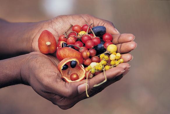 Hands holding native bush foods, Cape York, Queensland © Tourism Australia