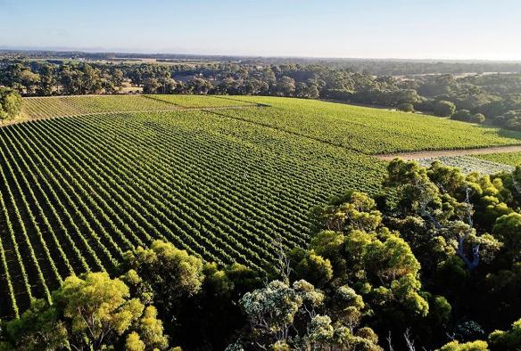 Hình ảnh nhìn từ trên cao của vườn nho xanh mướt, Voyager Estate, Thung lũng Stevens, Vùng Margaret River, Tiểu bang Tây Úc © Tourism Australia