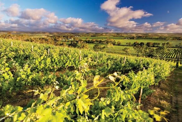 d’Arenberg Winery, McLaren Vale, South Australia © d’Arenberg Winery/Tourism Australia