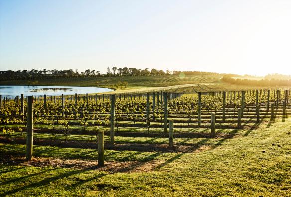 Pt Leo Estate Vineyards, Mornington Peninsula, Victoria © Anson Smart
