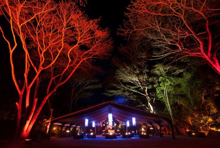 Flames of the Forest, Port Douglas, QLD © Flames of the Forest