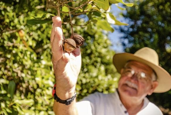 Một người đang với tay hái hạt mắc-ca trên cây vào một ngày nắng, Macadamias Australia, Bundaberg, Tiểu bang Queensland © Tourism Australia