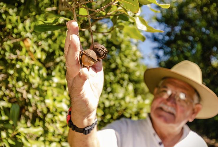 Một người đang với tay hái hạt mắc-ca trên cây vào một ngày nắng, Macadamias Australia, Bundaberg, Tiểu bang Queensland © Tourism Australia