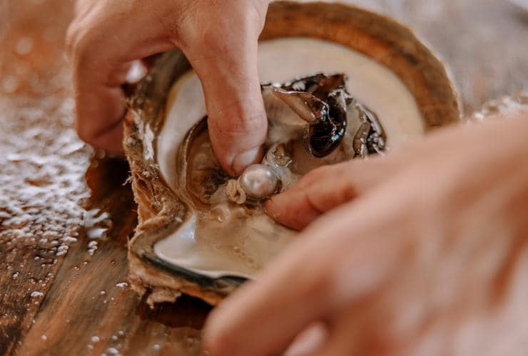 A pearl being extracted at Cygnet Bay Pearl Farm, Dampier Peninsula, Western Australia © Tourism Western Australia