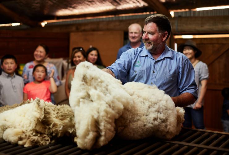 Farmer sheering sheep in a shed at Curringa Farm, Hamilton, Tasmania © Tourism Australia