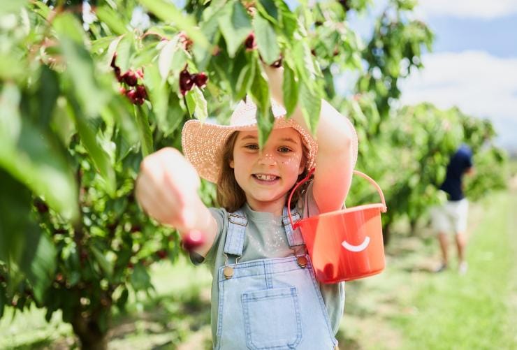 A child holding a bucket and picking cherries at Cherry Hill Orchard, Yarra Valley, Victoria © Cherry Hill Orchard