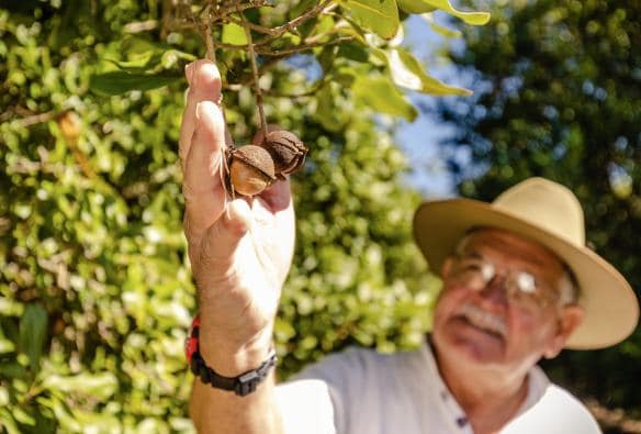 A person admiring macadamias on a tree at Macadamias Australia, Bundaberg, Queensland © Tourism Australia 