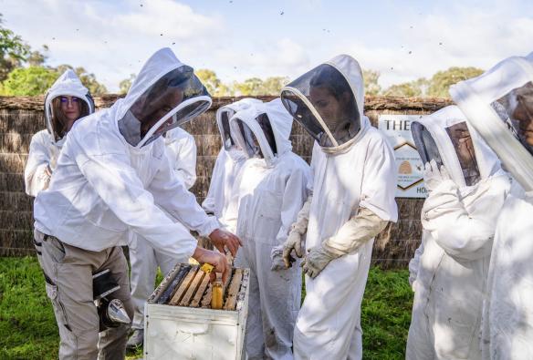 A group of people in beekeeping suits pulling honeycomb from a man-made bee hive at The House of Honey, Swan Valley, Western Australia © Tourism Australia