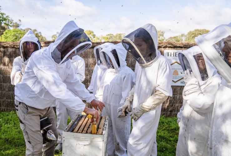 A group of people in beekeeping suits pulling honeycomb from a man-made bee hive at The House of Honey, Swan Valley, Western Australia © Tourism Australia
