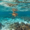 Sea turtle, Lady Elliot Island, Great Barrier Reef, QLD © Tourism & Events Queensland