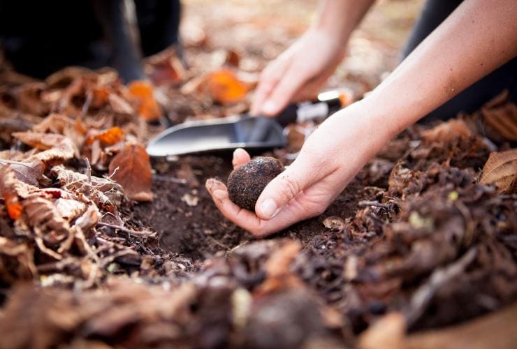 The Truffle & Wine Co., Manjimup, WA © The Truffle & Wine Co.