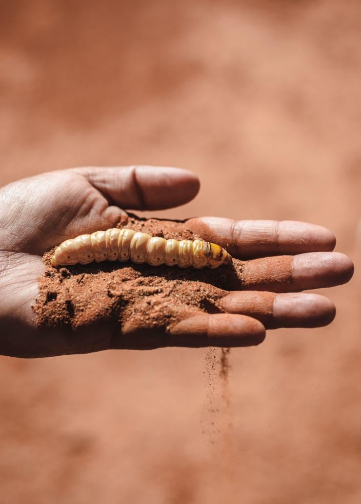 Witchetty Grub, Watarrka National Park, NT © Tourism NT/Jordan Hammond