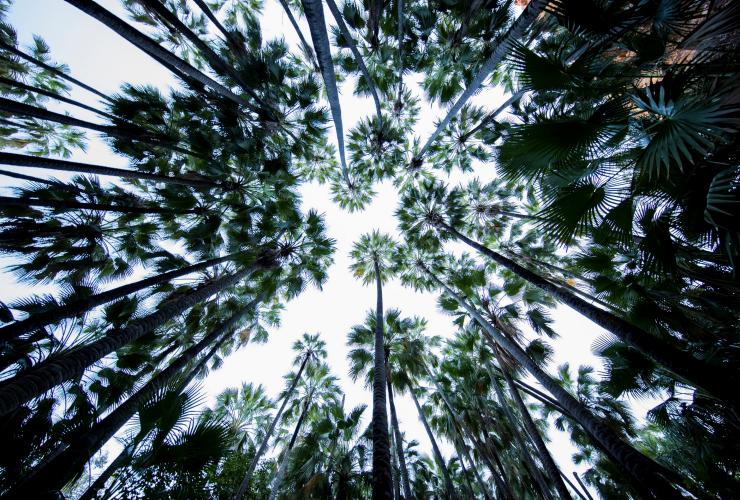 Zebedee Springs, El Questro Wilderness Park, WA © Tourism Western Australia
