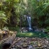 Couple look out at Curtis Falls waterfall in Tamborine National Park © Destination Gold Coast