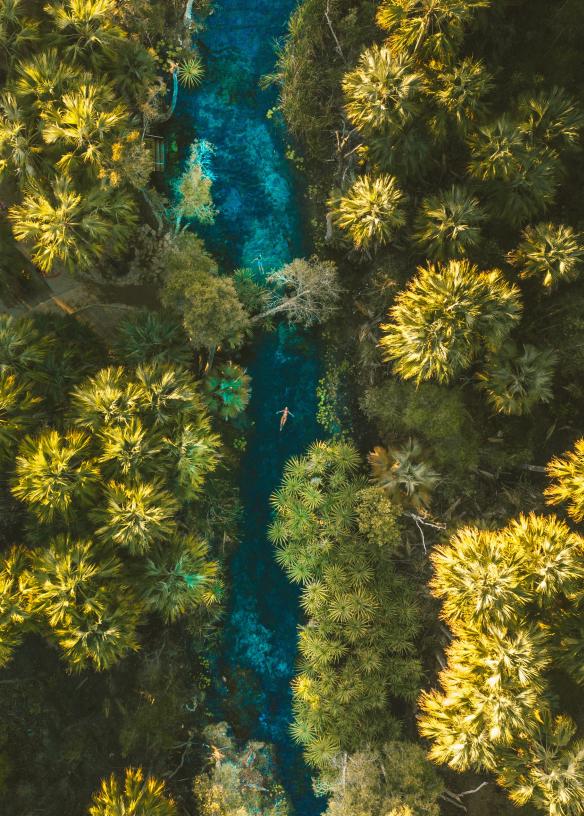 Suối nước nóng Bitter Springs, Vườn quốc gia Elsey, Thị trấn Katherine, Lãnh thổ phía Bắc © Tourism NT/Mitch Cox