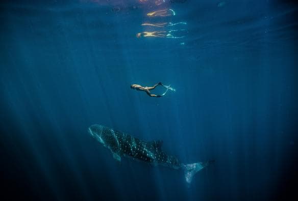 Whale shark, Ningaloo Marine Park, Western Australia © Tourism Western Australia