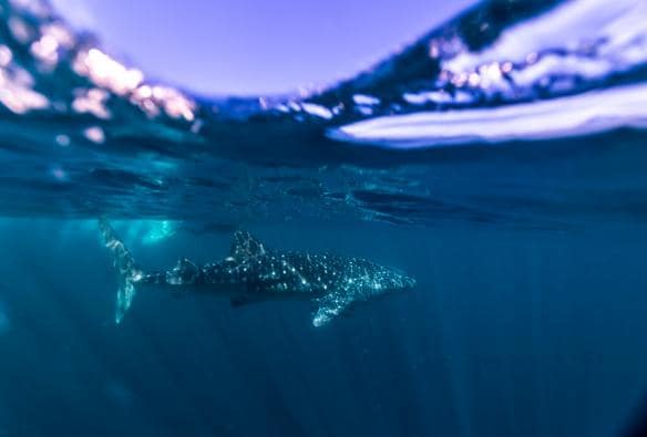 Ningaloo Marine Park, Ningaloo Reef, Western Australia © Tourism Western Australia