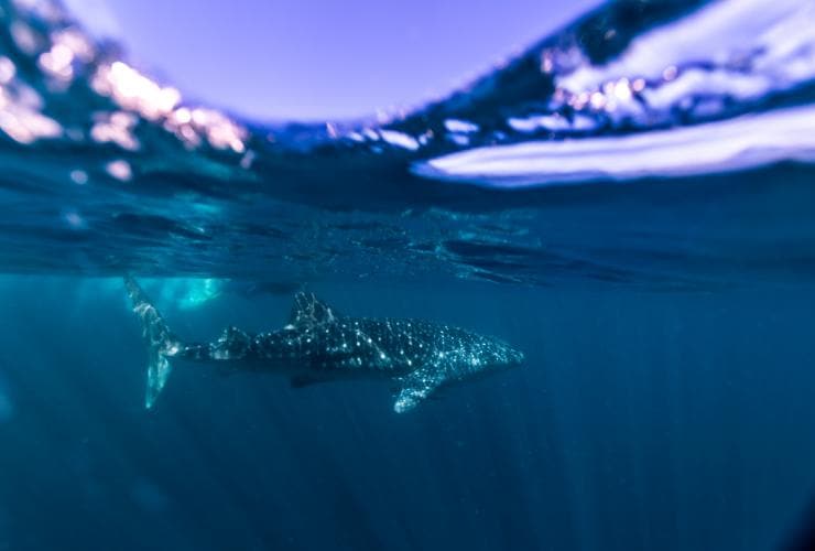 Ningaloo Marine Park, Ningaloo Reef, Western Australia © Tourism Western Australia