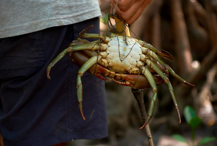 Mud crabbing with Walkabout Cultural Adventures, Daintree Rainforest, QLD © Tourism and Events Queensland