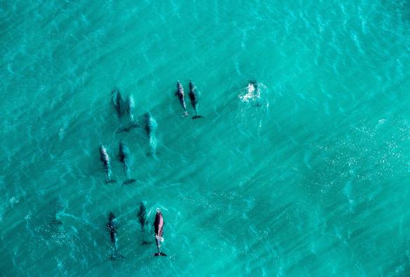 Aerial view of Dolphins off the Coast of Yallingup, Western Australia © Tourism Western Australia