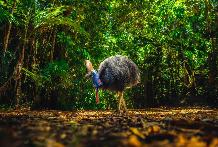 Cassowary, Daintree Rainforest, Queensland © Tourism and Events Queensland