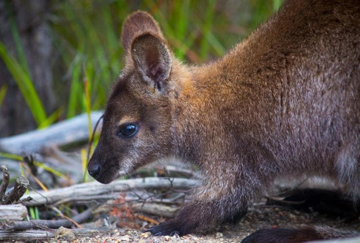Wineglass Bay, Freycinet, Tasmania © Freycinet Experience / Great Walks of Australia