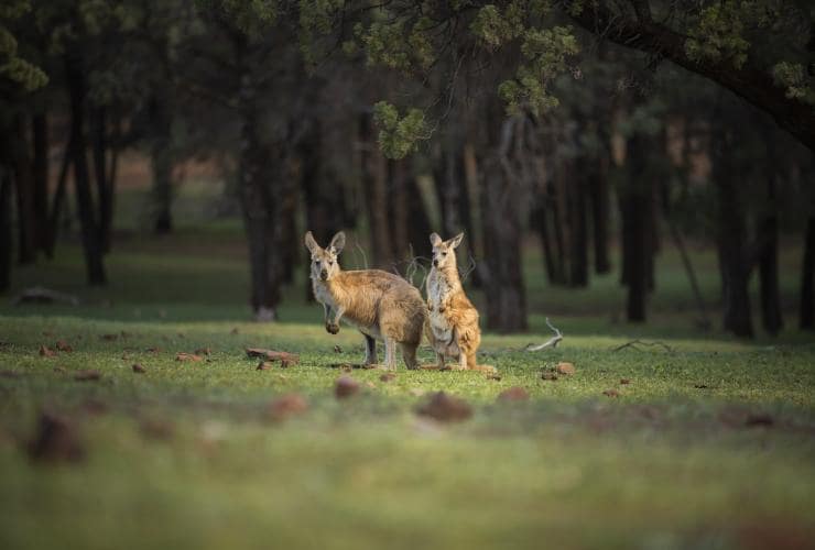 Kangaroos, Wilpena Pound Resort, Flinders Ranges, South Australia ©  Tourism Australia