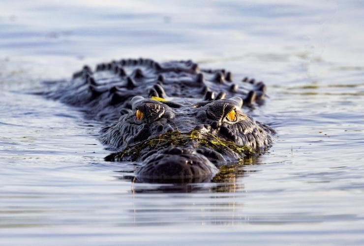 Crocodile, Kakadu National Park, Northern Territory © Tourism Australia
